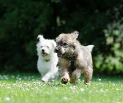 Prevención perros