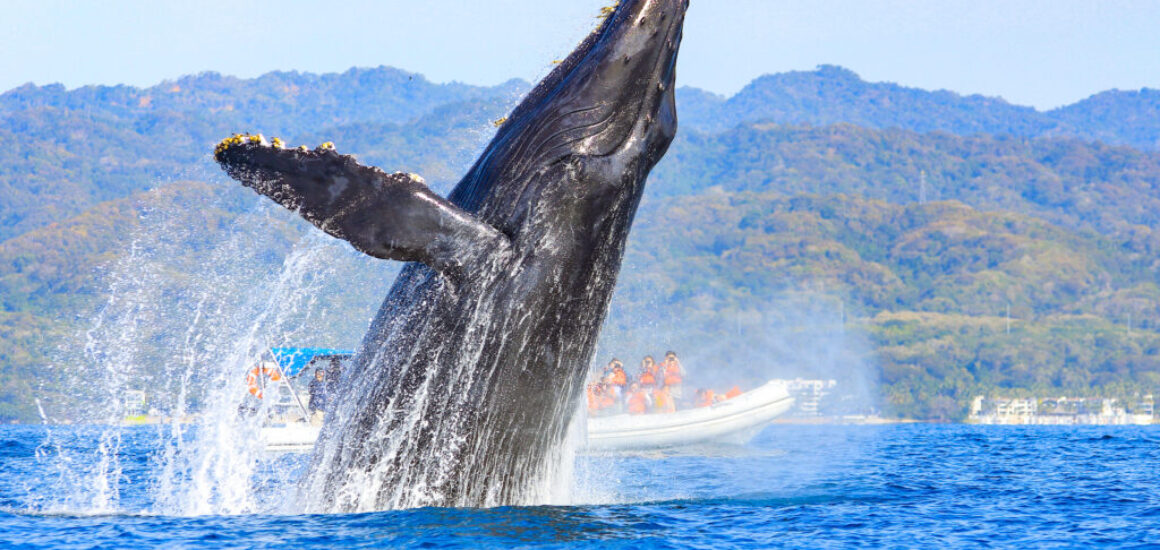 Whale Watching in Puerto Vallarta_01