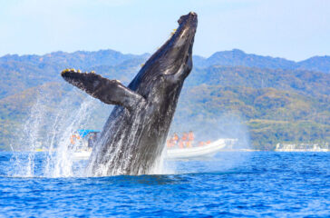 Whale Watching in Puerto Vallarta_01