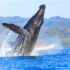 Whale Watching in Puerto Vallarta_01