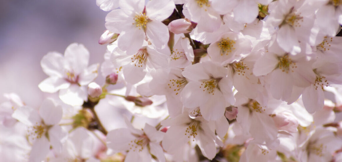10-the-peninsula-tokyo-cherry-blossom-general-image