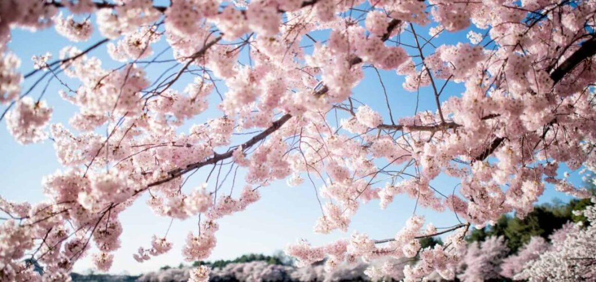 cherry-blossoms-washington-dc-april-01-2019-418x