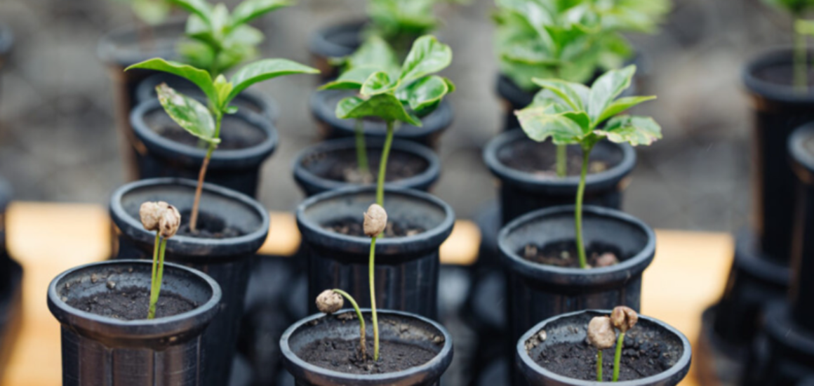 Árboles de café resistentes donados por Starbucks para un futuro sostenible